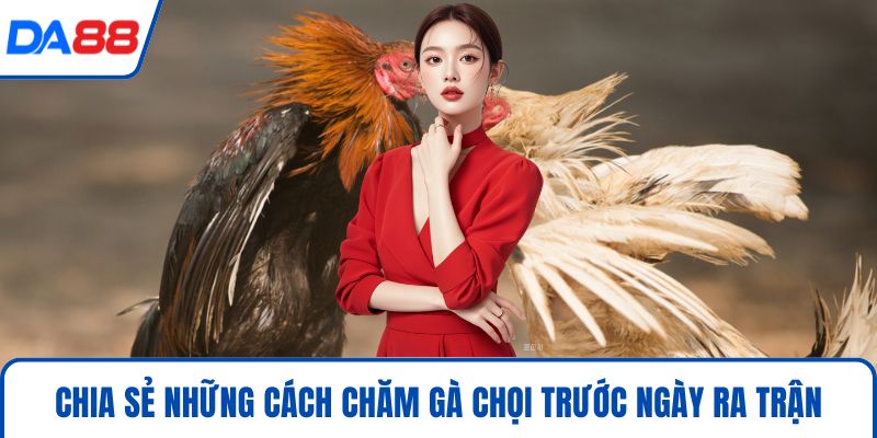 Cách Chăm Gà Chọi Hiệu Quả 2026 Chuẩn Sư Kê Tại DA88 4 Chia sẻ những cách chăm gà chọi trước ngày ra trận