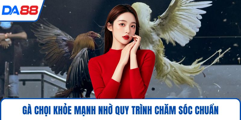 Cách Chăm Gà Chọi Hiệu Quả 2026 Chuẩn Sư Kê Tại DA88 2 Gà chọi khỏe mạnh nhờ quy trình chăm sóc chuẩn